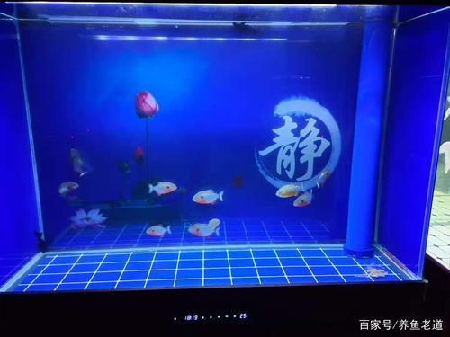 罗汉鱼鱼缸多大