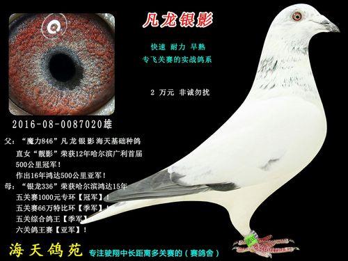 银色鸽子怎么配出来的