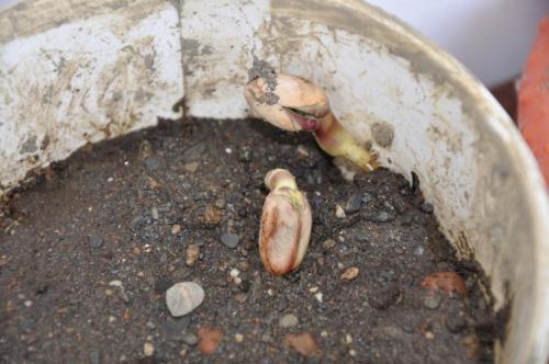 请问橄榄种子如何培育发芽