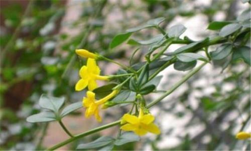 风化石可以栽迎春花吗