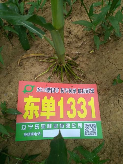 登海685和东单1331哪个更好