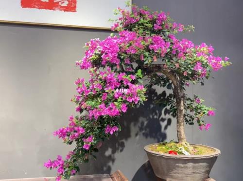 三角梅安格斯和小叶紫如何区分