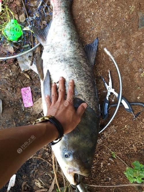 禧玛诺glr可以钓鲢鳙吗