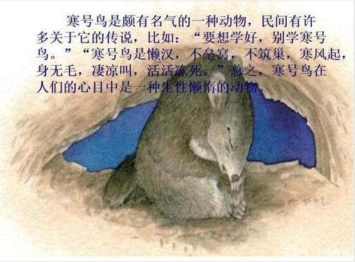 寒号鸟长什么样子