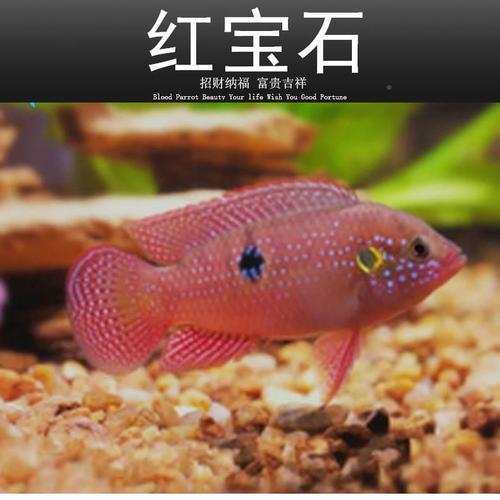 银元宝观赏鱼最大多大