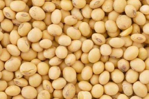 大豆能保存几年