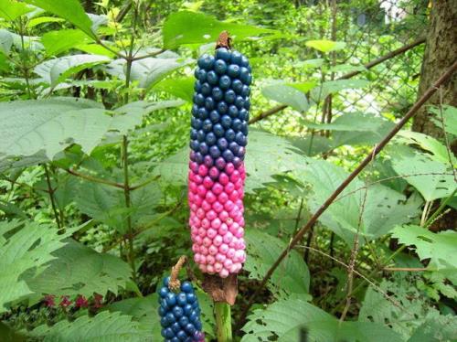 春季魔芋开花后还能吃吗