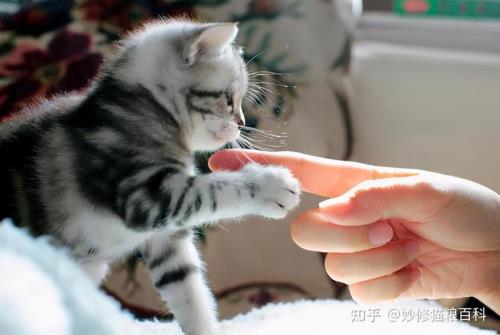 宠和舔有什么区别