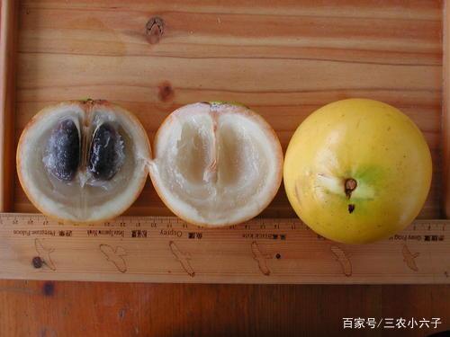 黄晶果有九大品种