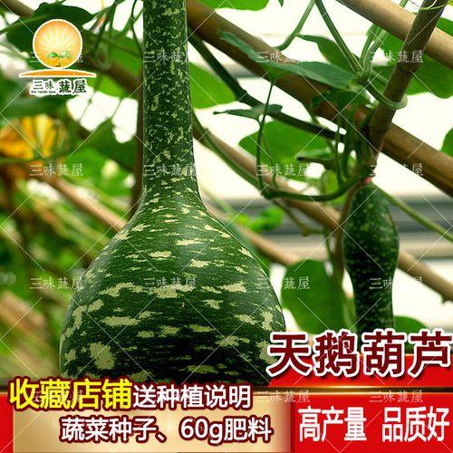 彩色葫芦的种子长什么样子