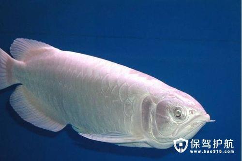 银龙鱼能长多大