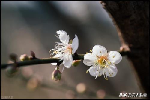 梅花有的什么有的什么造句