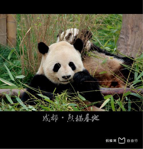 成都的大熊猫基地门票要多少钱