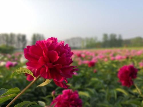 小黄城外芍药花的解释