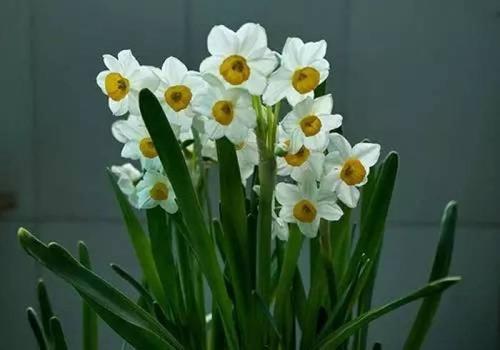 什么水仙花有毒