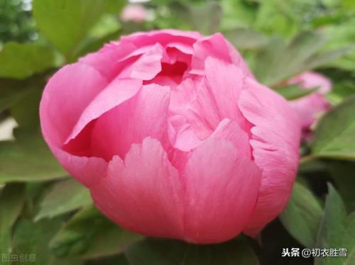花未全开月未圆是什么意思
