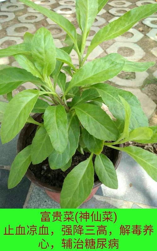 百子菜食用方法