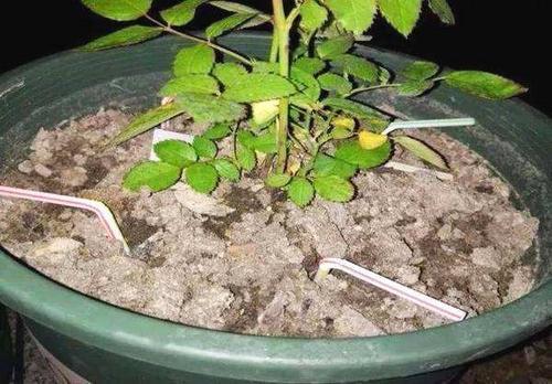 含铁量多的水可以浇花吗