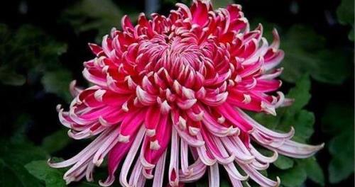 菊花的特点和象征意义