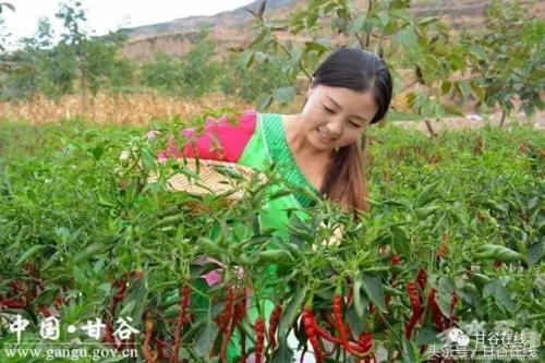 为什么说甘谷人不可深交