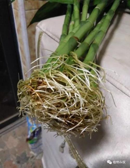富贵竹根系长满了容器能剪吗