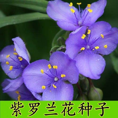 紫罗兰种子怎么种