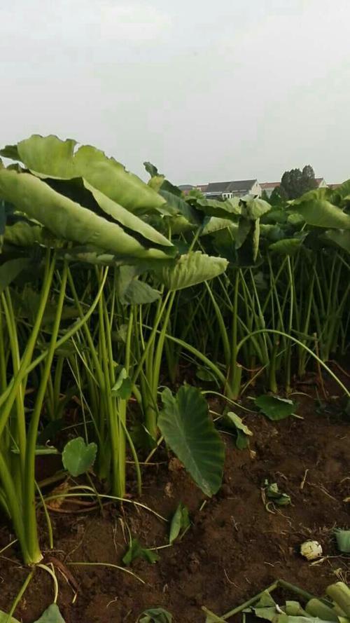 什么时候适合种芋头