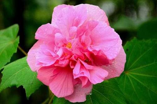 绿芙蓉叶子发黄
