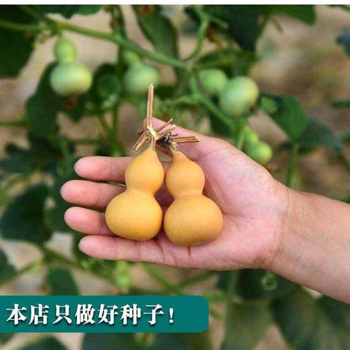 亚腰葫芦栽培技术