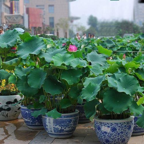 给男朋友买荷花是什么意思