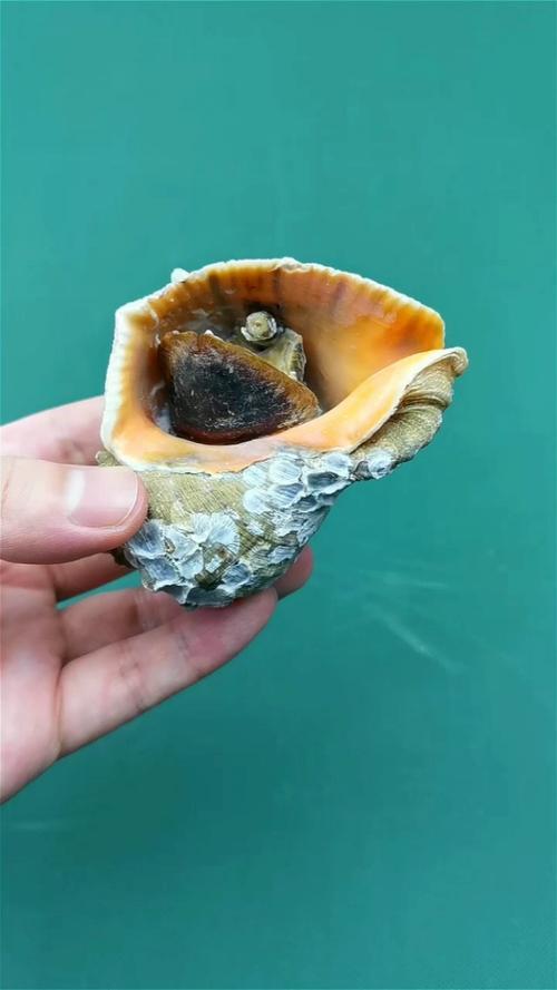 阿拉伯宝螺怎么吃