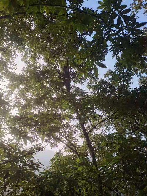 最近山上的山核桃熟了什么意思