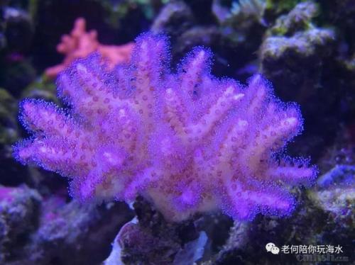 a属p属珊瑚区别