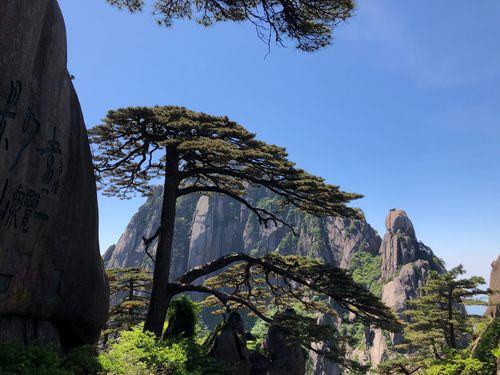 黄山迎客松一年维护费用