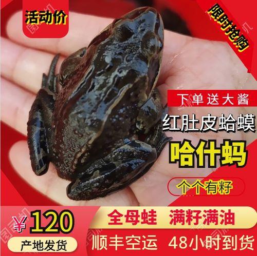 哈士蟆是什么