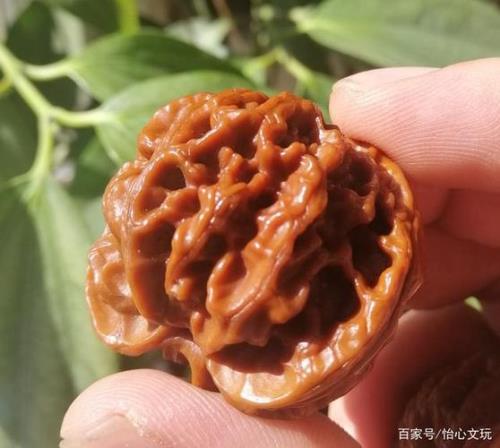 文玩核桃反碱期多久