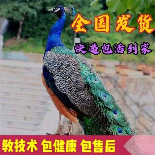 活鸟可以快递吗