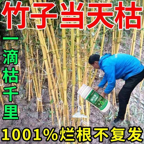 让竹子腐烂的方法