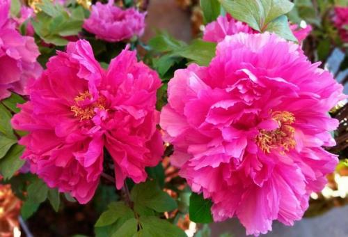花开富贵好运来祝福语发朋友圈