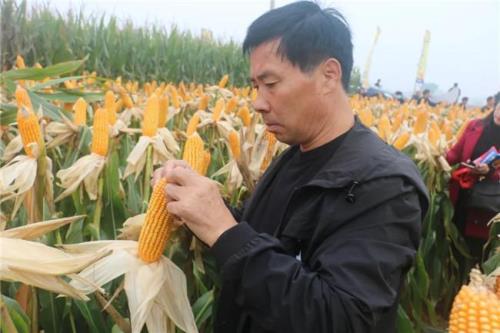 合育372玉米夏播亩产多少斤