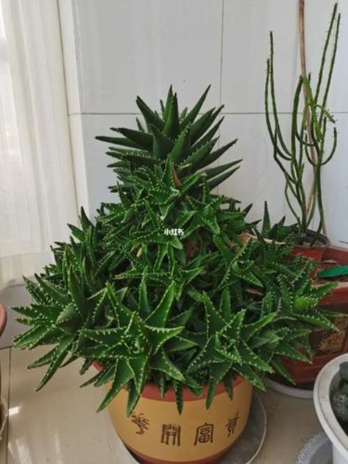 芦荟配什么花盆好看