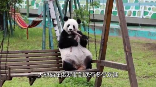 大熊猫和棕熊的区别