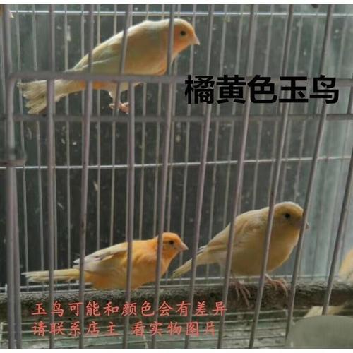 黄玉鸟的喂养方法