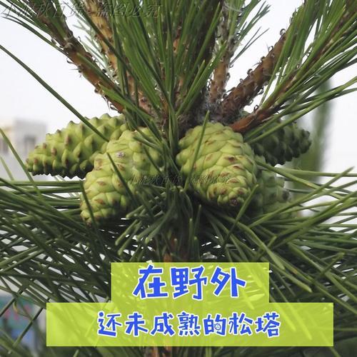鲜松塔如何取松子