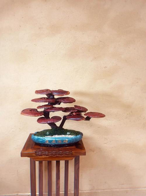 灵芝盆栽摆放在店里行吗