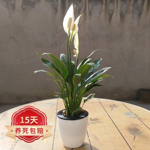 :土培一帆风顺一小盆多少钱