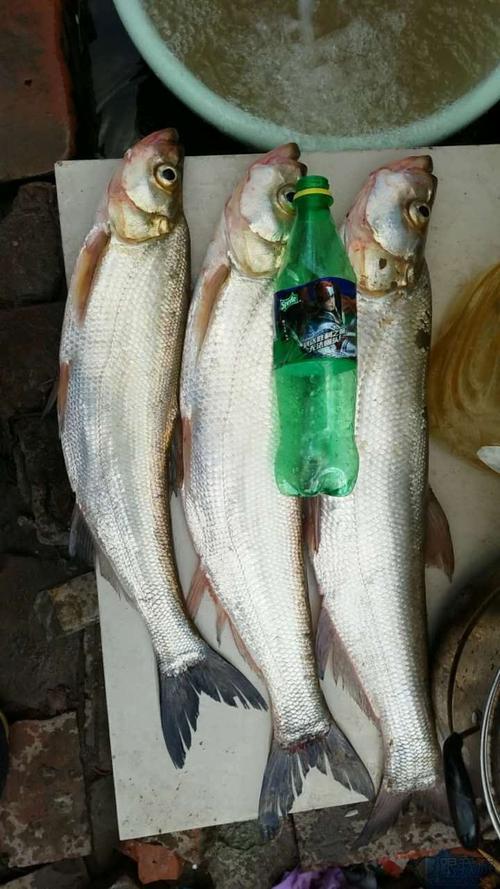 麻子鱼用什么饵