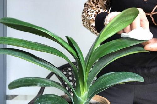 怎么消除花叶子上的灰尘