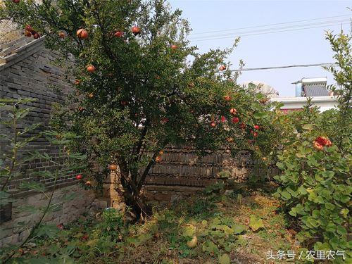 庭院石榴树干怎么培育
