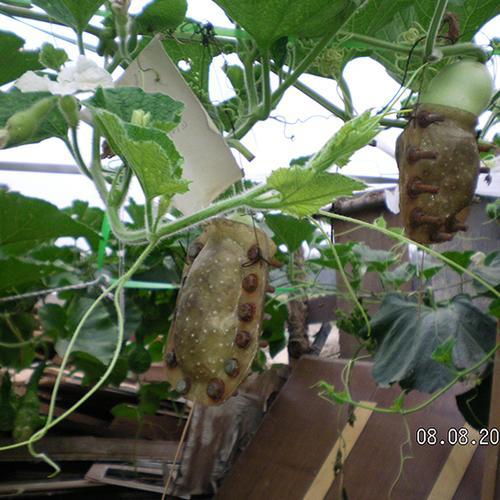 葫芦种法